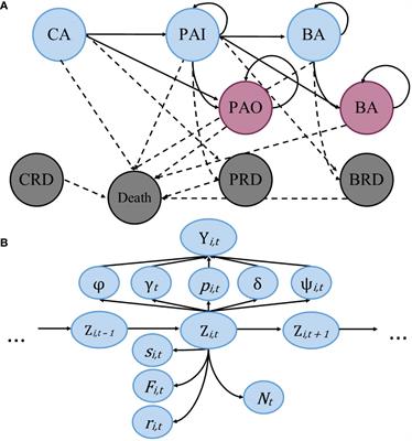 Multi-event modeling of true reproductive states of individual female right whales provides new insights into their decline